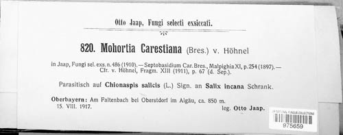 Mohortia carestiana image